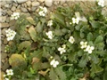 cvjetići